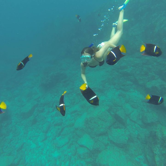  snorkeling with colorful fish 